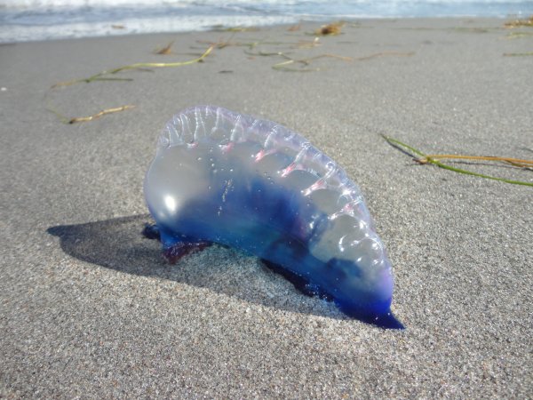 Fragata portuguesa, botella azul o falsa medusa reposando en la orilla de una playa.